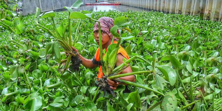 tanaman-penghasil-emas-750x375-1