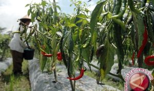 pemko-pekanbaru-targetkan-tanam-15-hektare-cabai-di-2017