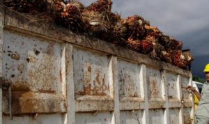 kelapa-sawit-pt-sumber-kharisma-persada_20150615_174600