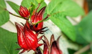 manfaat-bunga-rosella