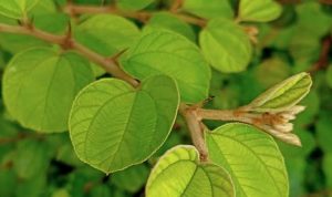 daun-bidara-manfaat-dan-khasiat