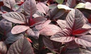 manfaat-bayam-merah-untuk-kesehatan