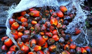 1000040031-750x422-1-620x330